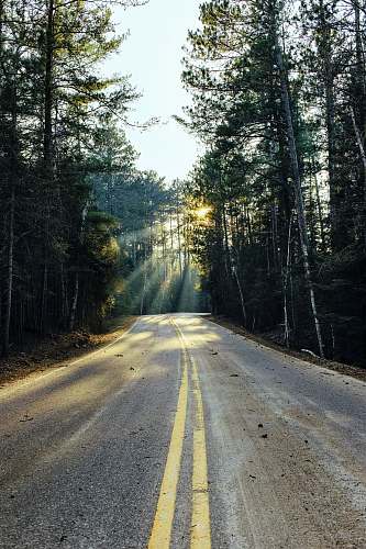 dirt road road surrounded with trees trees